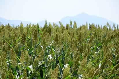 Celebran. Productores dicen que agua de presas beneficiará al campo lagunero. (ARCHIVO)