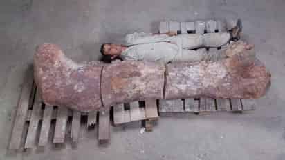 Hallazgo. Es el dinosaurio más grande descubierto hasta ahora. (EL PAÍS)