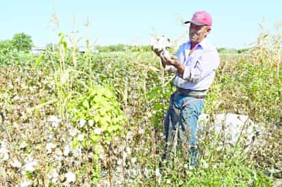 Resgo. Al faltar trabajadores para la pisca de algodón, se atrasa la cosecha y hay riesgo de que llueva y dañe los cultivos. (EL SIGLO DE TORREÓN/MARY VÁZQUEZ)