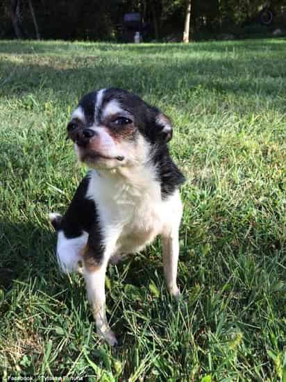 Perro chihuhua se comió a su dueño para sobrevivir