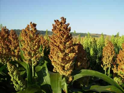 Alimento. El sorgo blanco es evaluado con una alternativa barata para incluirse en la canasta básica. (ARCHIVO) 