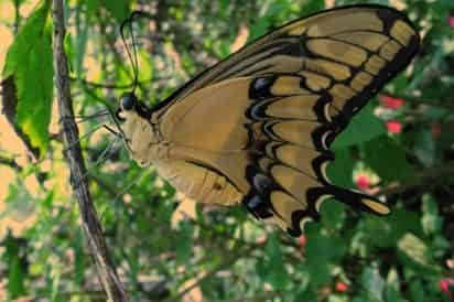 Una inusual 'inversión' genética ocurrida hace unos dos millones de años permite a la especie asiática de la mariposa de cola de golondrina cambiar el diseño y el color de sus alas para protegerse de depredadores. (ESPECIAL)