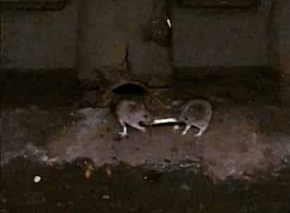 Una pelea entre dos ratas en la que la ganadora se queda con todo, literal. (INTERNET)