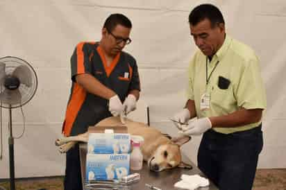 Acciones. Durante el año, la Subdirección de Control y Bienestar Animal desarrolló diversos programas. (EL SIGLO DE TORREÓN)