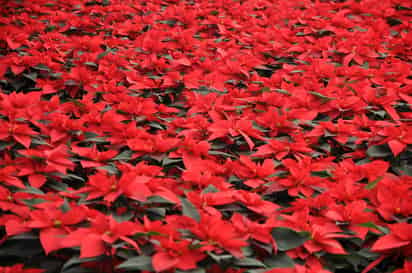 Con una producción de más de 17 millones de plantas este año, la flor de Nochebuena (Euphorbia pulcherrima), se exporta a mercados de Estados Unidos y de países de América, Europa y Asia. (NOTIMEX)