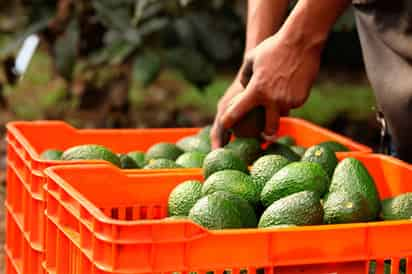 Guacamole chino. El aguacate hass de Jalisco cumple con características necesarias para su exportación al mercado chino.