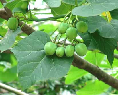 Realiza experimentos para elaborar diésel con la “Jatropha curca”, un arbusto capaz de asimilar dióxido de carbono y producir aceites especiales. (ESPECIAL)