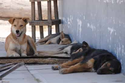 Perros. Son muchos los perros que no tienen dueño y por lo tanto no hay control en su reproducción. (EL SIGLO DE TORREÓN)