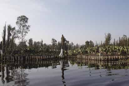  Los canales de Xochimilco en el sur de Ciudad de México y sus chinampas, legado de la época prehispánica, reflejan el ambiente sereno y nostálgico de su innegable abandono por la falta de apoyo de las autoridades responsables en la zona. (EFE)