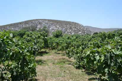 Apoyo. La SAGDR busca desarrollar proyectos para el campo y dar valor agregado a lo que se produzca para beneficio de la gente. (EL SIGLO DE TORREÓN)