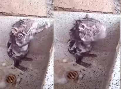 Algunos consideran que pueda tratarse de un caso de maltrato animal. (INTERNET)