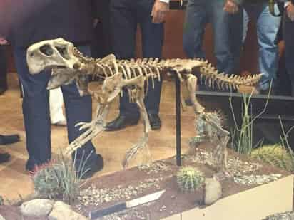 Fue la mañana de este martes que el Gobierno del Estado entregó en comodato este fósil original llamado psitacussaurus. (EL SIGLO DE TORREÓN)