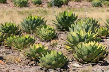 Comercialización. Uno de los problemas que enfrenta la industria es la falta de esquemas para la venta del mezcal. (EL SIGLO DE TORREÓN)