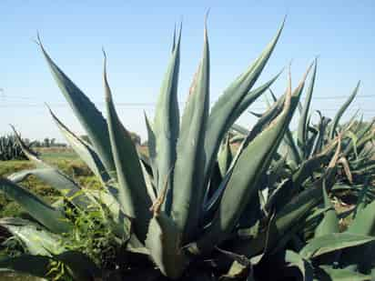 Desventaja. El clima fue un factor en contra para el desarrollo de las plantas. (EL SIGLO DE TORREÓN)