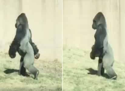 El video fue tomado en un zoológico. (INTERNET)