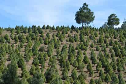 El Consejo Civil Mexicano para la Silvicultura Sostenible (CCMSS) manifestó hoy que los planes de política forestal propuestos por los tres principales candidatos presidenciales no atienden de forma sólida las necesidades de los bosques y las comunidades que los habitan. (ARCHIVO)