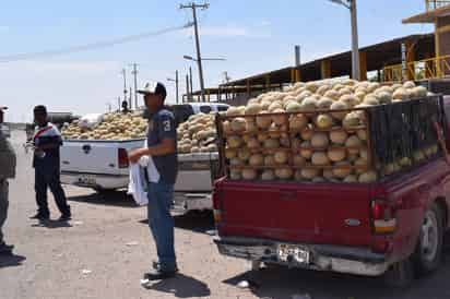 Estabilidad. Este año se espera que no haya altibajos tan marcados en el precio del melón, como el año pasado. (EL SIGLO DE TORREÓN/MARY VÁZQUEZ)