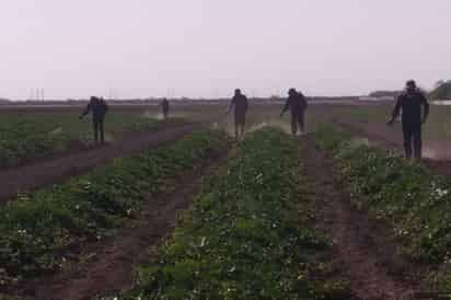 Precio. En unos días empezará la cosecha de melón y los productores dicen que la venta abrirá en hasta 12 pesos kilo. (EL SIGLO DE TORREÓN)