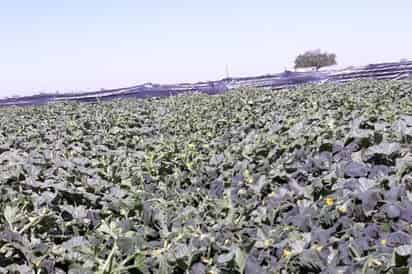 Fenómeno. El ligero descenso en la temperatura afectó algunas huertas de melón. (EL SIGLO DE TORREÓN/MARY VÁZQUEZ)