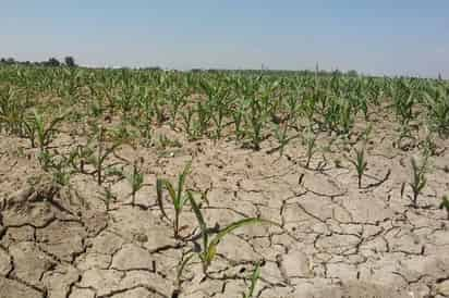 Cultivos. El gusano cogollero está afectando a las hectáreas de maíz forrajero en La Laguna de Durango. Productores piden apoyo. (EL SIGLO DE TORREÓN) 