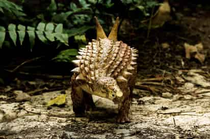 Se trata de un Acantholipan gonzalezi. (ESPECIAL) 