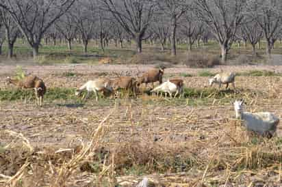 Afectación. Sector lechero caprino y bovino sufren baja en rendimiento a causa de estrés calórico. (EL SIGLO DE TORREÓN)