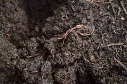 Expertos implementaron esta idea debido a que hay déficit de plantas de tratamiento de aguas residuales. (ARCHIVO)