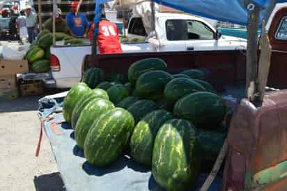 Pérdidas. Los productores de sandía están recibiendo un precio muy bajo por kilo de producto. (EL SIGLO DE TORREÓN) 