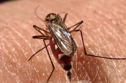 Dengue. No se han presentado casos en lo que va de este año en La Laguna de Durango.