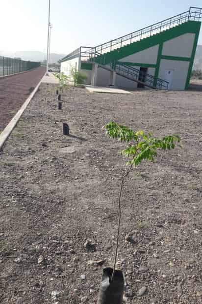 Árboles. El Departamento de Fomento Ecológico del Municipio de Lerdo realiza diversas labores de forestación. (EL SIGLO DE TORREÓN)