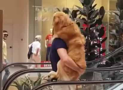 Cargó a su perro con todo cuidado frente a la mirada encantada de los presentes. (INTERNET)