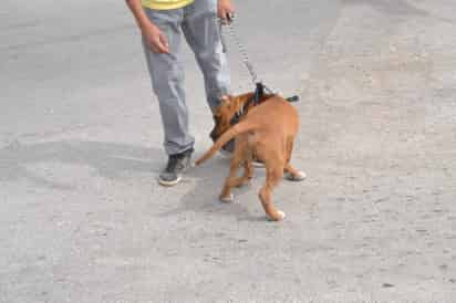 Exigencia. Médicos veterinarios exigen justicia al estado en el caso del colega asesinado. (ARCHIVO)