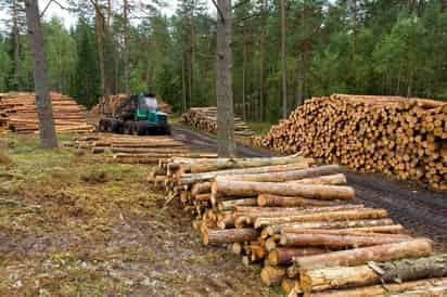 Forestal. Sigue siendo Durango el líder en materia forestal a nivel nacional.