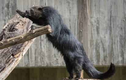 Un ejemplar de esta especie vive en uno en el Zoológico de Chapultepec. (ESPECIAL)