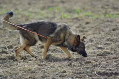 Descubrieron que los perros pueden oler la malaria en muestras de calcetines. (ESPECIAL)