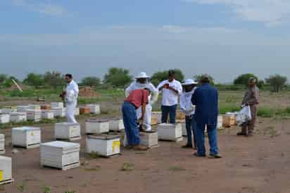 Prohibición. Apicultores de la región esperan que se lleguen a prohibir los plaguicidas que provocan la muerte de abejas. (EL SIGLO DE TORREÓN)