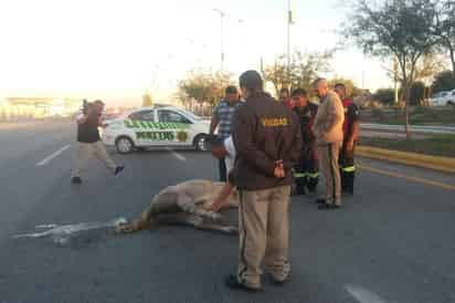 Percance. Conductor de auto arrolla a potrillo sobre el periférico de Lerdo; el presunto responsable huyó del lugar. (EL SIGLO DE TORREÓN)