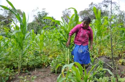 La pobreza en las zonas rurales de América Latina y el Caribe ha vuelto a crecer por primera vez desde hace una década, señaló una nueva publicación de la Organización de Naciones Unidas para la Alimentación y la Agricultura (FAO) presentada hoy. (ARCHIVO)