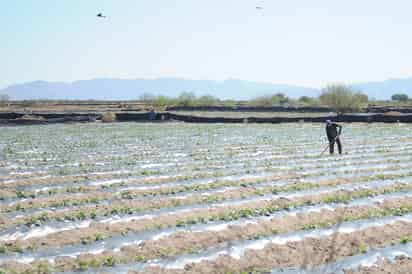 Propuesta. Productores agrícolas pugnan porque al menos les den 950 mm3 en el ciclo de riego. (ARCHIVO)