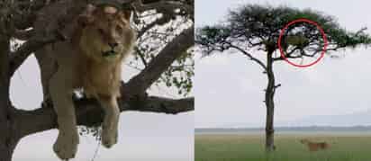 Material compartido por el canal BBC Earth.