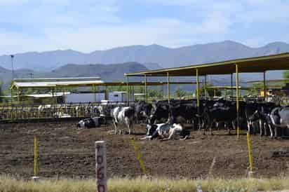 Leche. Productores de leche a nivel nacional buscan una pronta colocación de mil millones de litros de leche en el mercado nacional. (ARCHIVO)