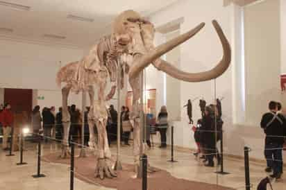 Esqueleto. Se cree que este mamut pesaba entre ocho y 10 toneladas,
y tenía una edad de alrededor de 20 años. (EL SIGLO DE TORREÓN) 