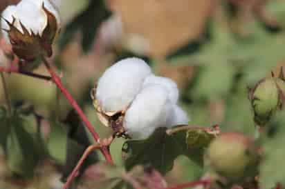 El gusano rosado afecta la calidad de la fibra y semilla del algodón. (ARCHIVO)