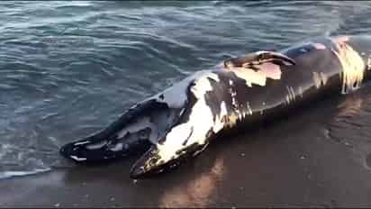 En un comunicado, dijo que lo anterior fue en atención a un reporte realizado por el personal del Sector Naval de San Felipe, respecto a la presencia del cuerpo de una cría de ballena muerta en la Playa denominada Punta Estrella a 25 kilómetros al sur de San Felipe. (ESPECIAL)