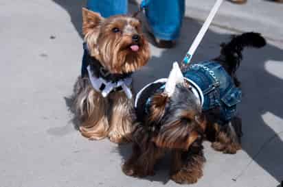 Raúl Almaguer, jefe de Unidad Canina, señaló que vestir y poner zapatos a los perros es un atentado contra la naturaleza de esos animales, lo que puede ser considerado como maltrato. (ARCHIVO)