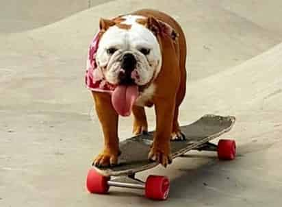 Un perro patinando que se ha hecho viral. (INTERNET)