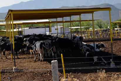 Piden. Son 500 productores del sector social en la región. (ARCHIVO)