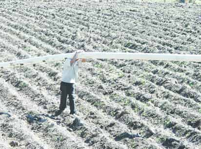 Situación. Los grandes productores buscan a los pequeños propietarios para rentar tierras.