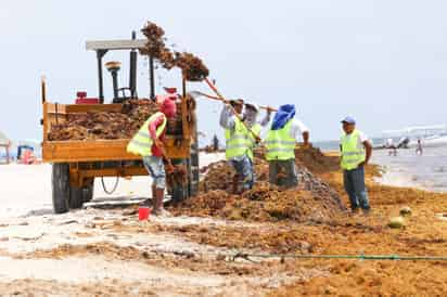 Durante los últimos años la presencia del alga sargazo en la región han tenido efectos adversos en las economías nacionales del Caribe. (ARCHIVO)