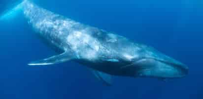 Las costas de Loreto, Baja California Sur, están listas para convertirse nuevamente en el refugio de ejemplares de la ballena azul (Balaenoptera musculus), el mamífero más grande del mundo, que llegan a completar su proceso de reproducción, a través de la alimentación, apareamiento y crianza. (TWITTER)